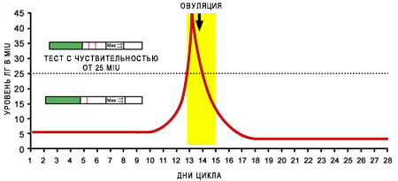 график дней для овуляции